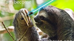 sloths Animals Mammals