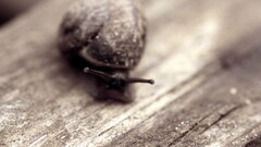 snail macro Animals sepia wooden surface brown