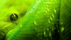 snake Animals Reptiles eyes Green