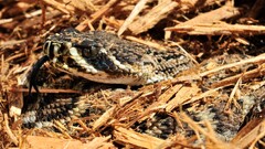 snake camouflage Reptiles Animals