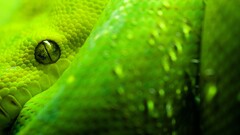 snake Green Animals eyes Reptiles