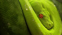snake Green digital art orange eyes Reptiles Animals