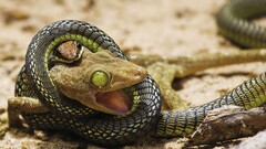 snake lizards green eyes digital art Reptiles Animals