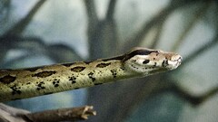 snake Reptiles Animals