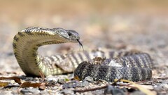 snake Reptiles Australia cobra Animals