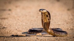 snake Reptiles cobra Animals sand brown