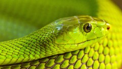 snake Reptiles depth of field multiple display Animals