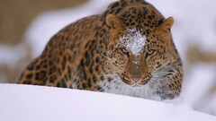 snow Animals leopard (animal)