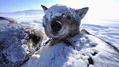snow dog Animals nature closeup sunlight smiling