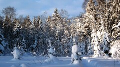 snow forest winter
