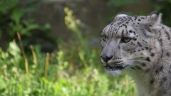 snow leopards Animals big cats Mammals