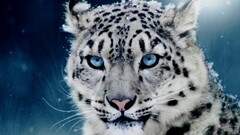 snow leopards leopard (animal) Animals big cats cats cyan