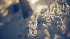 snow nature sunlight depth of field winter