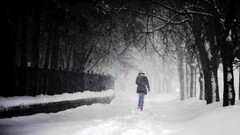 snow nature winter Trees snowing