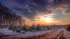 snow sunlight nature Trees winter sky