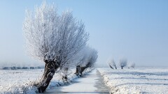 snow Trees winter landscape nature