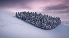 snow Trees winter sky nature landscape Violet
