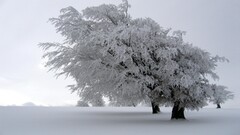 snow winter Trees landscape nature