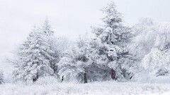 snow winter Trees nature