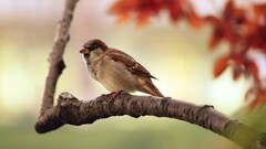 sparrow Birds branch Animals Passer domesticus house sparrow