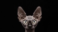 sphynx black background cats Animals