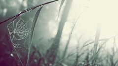 spiderwebs grass Plants outdoors