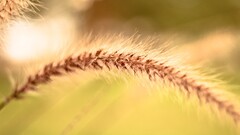 spikelets macro Plants