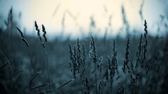 spikelets monochrome nature Plants outdoors