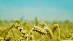 spikelets wheat Plants