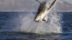 splashes shark Animals