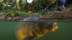 split-view Lake underwater