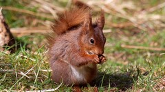 squirrel Animals nature