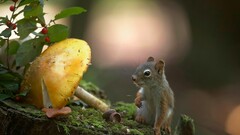squirrel mushroom Animals nature Plants
