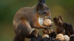 squirrel nature nuts Animals sciuridae