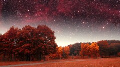 Stars fall Trees sky