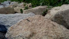 stones nature macro