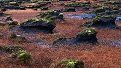 stones Plants marsh