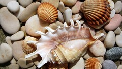 stones seashells seashell