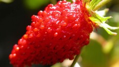 strawberries Berries nature