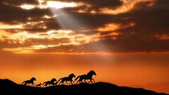 sun rays Animals horse