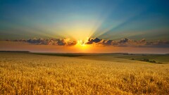 sun rays sunlight field clouds sky