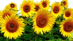 Sunflowers Flowers Plants yellow flowers