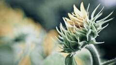 Sunflowers Plants Flowers yellow flowers bokeh