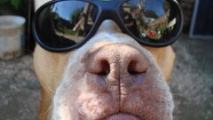 sunglasses dog Animals reflection