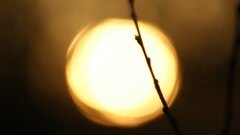 sunlight bokeh nature silhouette