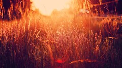 sunlight grass filter