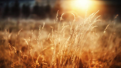 sunlight nature blurred spikelets grass Plants field