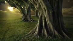 sunlight nature Trees outdoors