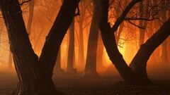 sunlight orange Trees haze