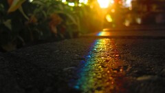 sunlight Plants rainbows lights asphalt colorful